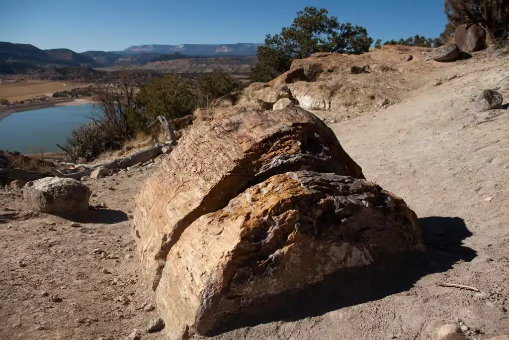 This image has an empty alt attribute; its file name is escalante-petrified-forest-photos_petrified-wood-on-the-trail-escalante-state-park-matt-morgan-1024x683.webp
